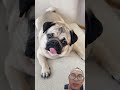 Si dogy minumnya kok di situ... #dog #pug #funny #puppy #pets #food #cake #escream #balloon