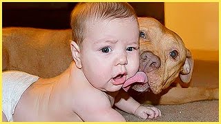 1001 Funny Moments Of Baby And Dogs || 5-Minute Fails