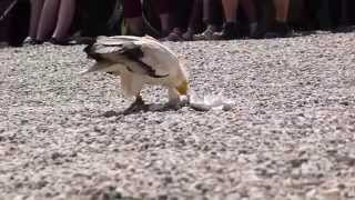 Egyptian vulture