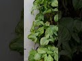 hermososingonio plantas jardín singonio garden youtubeshorts