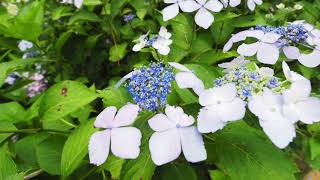 神戸市立森林植物園、雨上がりの紫陽花(あじさい)  2020.6.28 【4K】