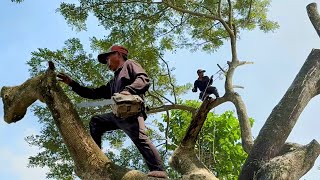 Cưa cây còng siêu nhánh nghiên vào nhà  , Ở phú hòa long xuyên.Cưa cây kỷ thuật cao