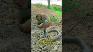 قرد يجلس جانب الأفعى ويلعب ولا يخاف منها#animals #monkey #snake