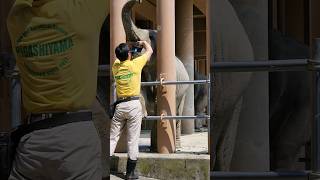 携帯はまんざらでもないうららちゃん🐘  #アジアゾウ#東山動植物園