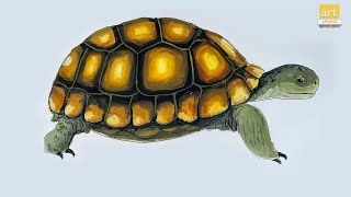 How to draw A Tortoise step by step II Tortoise Drawing Easy II #artjanag