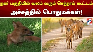 நகர் பகுதியில் வலம் வரும் செந்நாய் கூட்டம்..அச்சத்தில் பொதுமக்கள்!