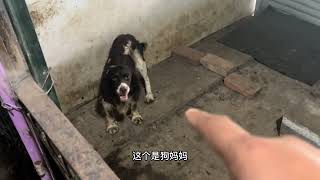 全是小众犬，杰克罗素梗，查理王，西高地，史宾格等