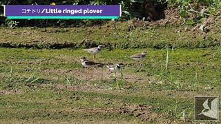 コチドリの群れ/Flock of Little ringed plover