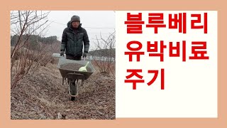 블루베리 시비방법 / 유박비료 주기