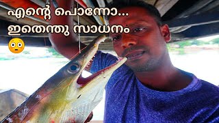 Pike conger eel fishing