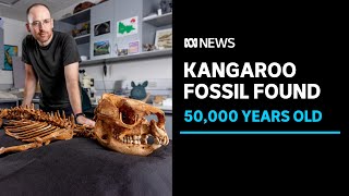 Cavers unearth 50,000 year old kangaroo fossil in East Gippsland | ABC News