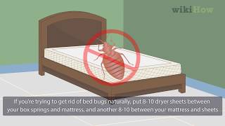 How to Get Rid of Bed Bugs Naturally