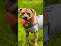 ボール遊びを平和にするアメリカンピットブルテリアのpocky君👨🏿‍🦰 disney music musical song americanbully babyanimal