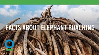 An Elephant is Poached Every 15 Minutes