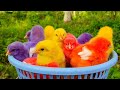 Catching chickens,cute chickens,rainbow chickens,colorful chickens,rainbow chickens,animals cute 164