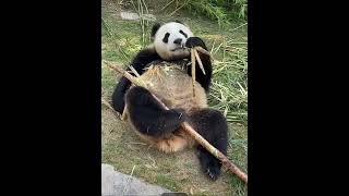 中国国宝大熊猫吃竹笋好治愈～#china #animals #panda