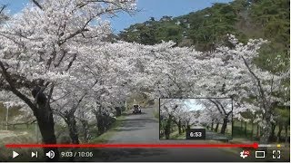 福島県の白河市の南湖公園ぶらり旅 桜のシーズン