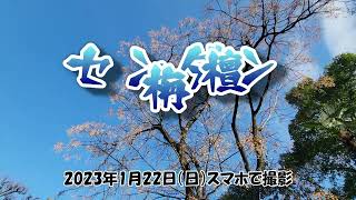 せんだん/栴檀　長居植物園