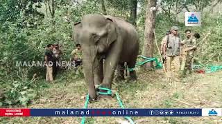 ബത്തേരിയിൽ മയക്കു വെടി വച്ച ആനയെ വടം കെട്ടി തളച്ചു ആനയെ മുത്തങ്ങയിലേക്ക് കൊണ്ട് പോകും.