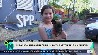 #ELNOTICIERO: 3 cachorros pastor belga refuerzan la división canes de la Policía