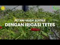 Mengoptimalkan Pertanian Cabai dengan Sistem Irigasi Tetes | Program YESS Kalimantan Selatan