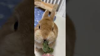 【僕はダニエル】ブロッコリーの葉は美味しいよ❤️ #rabbit #animal #bunny #cute #うさぎ #yummy #asmr