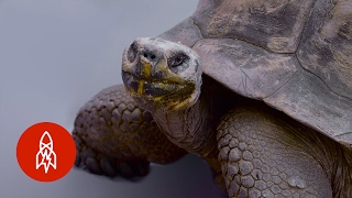 The Galapagos Giant Tortoise on a Comeback