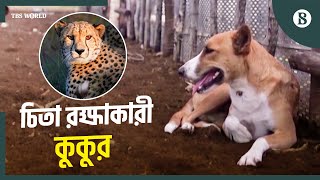 যে কুকুর চিতা রক্ষা করে | Botswana | Dog | Wildlife | Animal Safety | The Business Standard