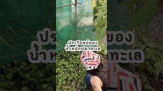 ประโยชน์ของน้ำหมักปลาทะเล #โตเต็มฟาร์ม #เกษตรป๊อบป๊อบ #gardening #diy #ปลูกผักกินเอง #เกษตรอินทรีย์