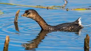 SECOND MARSH - A Magical Natural Area Full of Discoveries