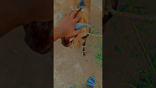 bakra lare Bado badi#virlvideo #shortvideo #bakra