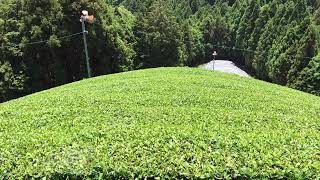 お茶畑の和束町　Wazuka: the town of tea plantations