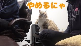 飼い主が喧嘩していたらちゃちゃマロンはどうする？