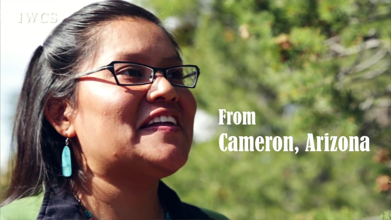 The Traditional Pinyon Pine Nut Picking Of The Navajo Youtube