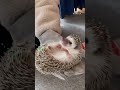 名演技⁇父😎の魔法につきあってあげるウニ🦔☆cute hedgehog☆手の中で固まるハリネズミ🦔♡ shorts