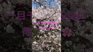 宮城県の一目千本桜2023 #さくら #お花見 #宮城県