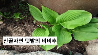 산골자연텃밭의 비비추 우리토종나물