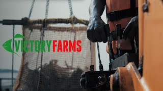 Victory Farms || The Rebirth of Tilapia Farming in Kenya (Short Edit)