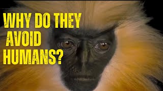 Why do Golden Langurs avoid humans