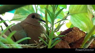 कटिंग से तैयार करे कुछ पौधे||Cutting Lagane ka sbse asan tarika|(Kisi bhi Plants ko Cutting se ugae