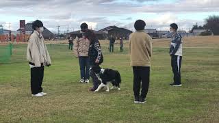 2020年11月23日　オプデスオビディエンス競技会in唐古鍵遺跡公園