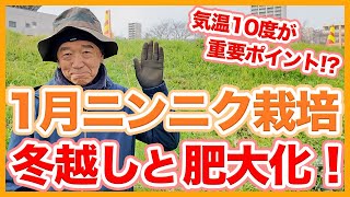 家庭菜園や農園のニンニク栽培で冬越しと肥大化のコツ！気温10℃の境目の解説とニンニクの育て方！【農家直伝】