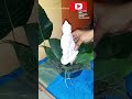 easy buddha purnima decoration ideas, buddha decor ideas #shorts#youtubeshorts