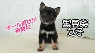 【豆柴】子犬　5/13A　女の子♀1　摂州宝山荘　mameshiba dog Puppy （mame shiba inu)