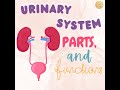 Urinary System Parts and Functions