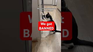 so TikTok is getting banned in the US #tiktokban #squidgame #cats #catvideo #pets #catlove #kitty