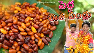 పెద్ద ఈతకాయలు🤤 #giftsofthenature #village #rarefruits  #pedhaethapallu #palmdates #wildfruits