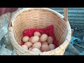 yeni folluktan yumurta toplama new nest box chicken egg collection