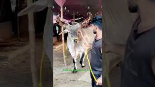 Entry Most😡Dangerous and Biggest Kankarej Oxx of Sardar cattle farm for💕 2024#viral #trending