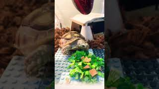 カメご飯🐢🥗46